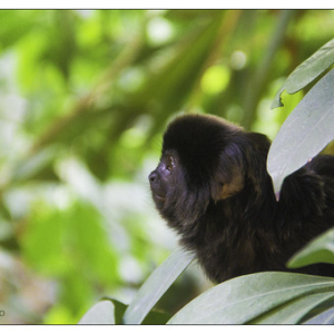 Goeldi's monkey (Callimico goeldii) - Papiliorama Kerzers Switzerland • <a style="font-size:0.8em;" href="http://www.flickr.com/photos/100774480@N02/14147885014/" target="_blank">View on Flickr</a>