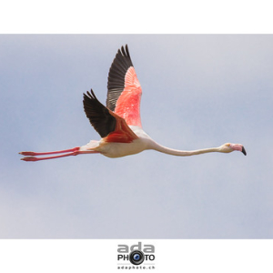 Greater Flamingo (Phoenicopterus roseus) • <a style="font-size:0.8em;" href="http://www.flickr.com/photos/100774480@N02/18822052064/" target="_blank">View on Flickr</a>