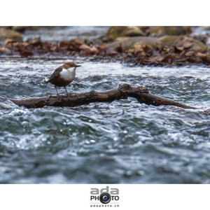 Cincle plongeur / White-throated Dipper / Cinclus cinclus • <a style="font-size:0.8em;" href="http://www.flickr.com/photos/100774480@N02/24649246376/" target="_blank">View on Flickr</a>