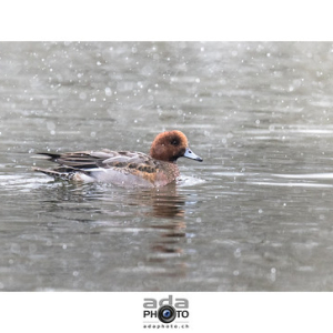 Canard siffleur / Eurasian Wigeon / Anas penelope • <a style="font-size:0.8em;" href="http://www.flickr.com/photos/100774480@N02/24048641773/" target="_blank">View on Flickr</a>