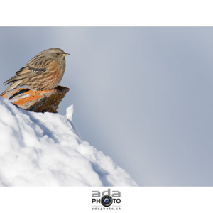 Accenteur alpin / Alpine Accentor / Prunella collaris • <a style="font-size:0.8em;" href="http://www.flickr.com/photos/100774480@N02/24581938241/" target="_blank">View on Flickr</a>