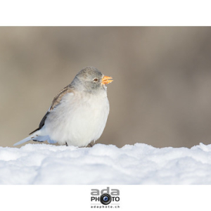 Niverolle alpine / White-winged Snowfinch / Montifringilla nivalis • <a style="font-size:0.8em;" href="http://www.flickr.com/photos/100774480@N02/24675483085/" target="_blank">View on Flickr</a>