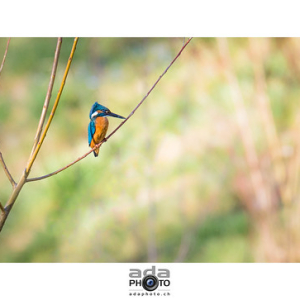 Martin-pêcheur d'Europe / Common Kingfisher / Alcedo atthis • <a style="font-size:0.8em;" href="http://www.flickr.com/photos/100774480@N02/26610308335/" target="_blank">View on Flickr</a>
