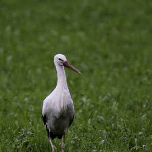White Stork - Cigogne blanche (Ciconia ciconia) • <a style="font-size:0.8em;" href="http://www.flickr.com/photos/100774480@N02/14569011307/" target="_blank">View on Flickr</a>