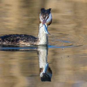 Grèbe huppé / Great Crested Grebe / Podiceps cristatus • <a style="font-size:0.8em;" href="http://www.flickr.com/photos/100774480@N02/22949035022/" target="_blank">View on Flickr</a>