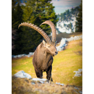 Bouquetin des Alpes / Alpine ibex / Capra ibex • <a style="font-size:0.8em;" href="http://www.flickr.com/photos/100774480@N02/23862930061/" target="_blank">View on Flickr</a>