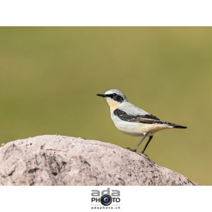 Traquet motteux / Northern Wheatear / Oenanthe oenanthe • <a style="font-size:0.8em;" href="http://www.flickr.com/photos/100774480@N02/26937477285/" target="_blank">View on Flickr</a>