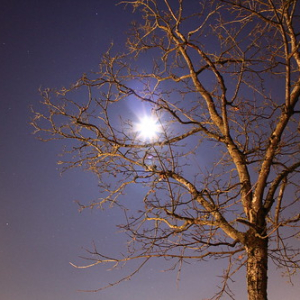 The moon through the branches • <a style="font-size:0.8em;" href="http://www.flickr.com/photos/100774480@N02/10826964496/" target="_blank">View on Flickr</a>
