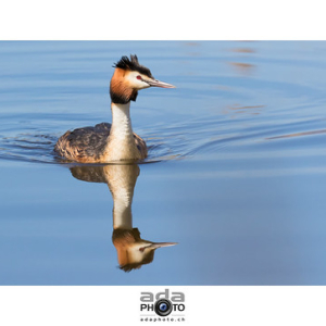 Grèbe huppé / Great Crested Grebe / Podiceps cristatus • <a style="font-size:0.8em;" href="http://www.flickr.com/photos/100774480@N02/26719466280/" target="_blank">View on Flickr</a>