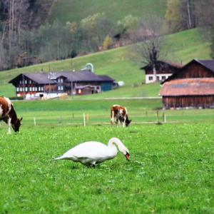 A swan mimics cows - Lenk • <a style="font-size:0.8em;" href="http://www.flickr.com/photos/100774480@N02/10628124624/" target="_blank">View on Flickr</a>