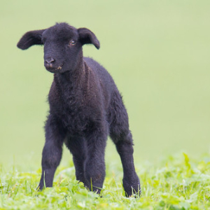 Cute little lamb • <a style="font-size:0.8em;" href="http://www.flickr.com/photos/100774480@N02/15674287379/" target="_blank">View on Flickr</a>