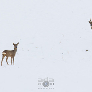 Chevreuils dans la neige (Capreolus capreolus) • <a style="font-size:0.8em;" href="http://www.flickr.com/photos/100774480@N02/16448896650/" target="_blank">View on Flickr</a>