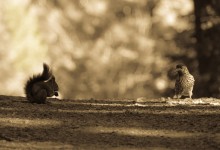 Sentier des écureuils 